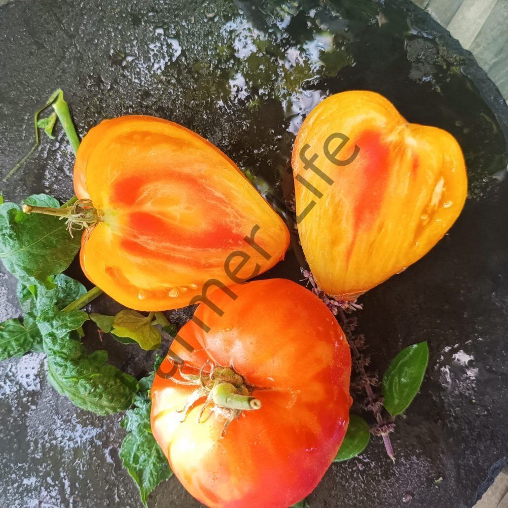 Midnight Sun (Mozaik Yürek) Domates Fidesi 6 Adet