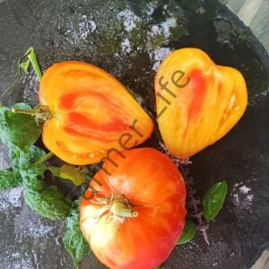 Bulgar Yürek Domates Fidesi 6 Adet