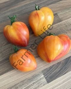 Midnight Sun (Mozaik Yürek) Domates Fidesi 6 Adet