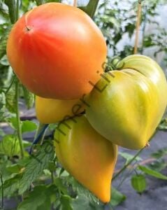 Midnight Sun (Mozaik Yürek) Domates Fidesi 6 Adet