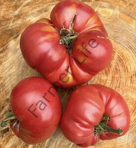 Bulgar Pembesi Domates Fidesi 6 Adet