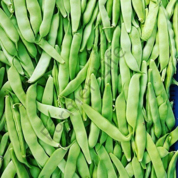 Şekerpare Oturak Taze Fasulye Fidesi 6 Adet