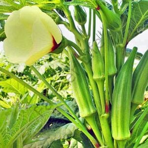 Sultani Bamya Fidesi 6 Adet