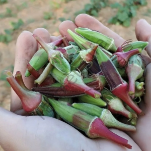Kınalı Bamya Fidesi 6 Adet