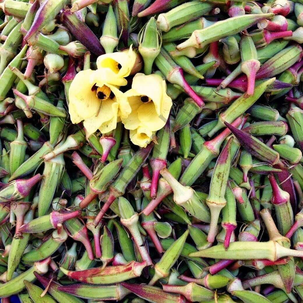 Kınalı Bamya Fidesi 6 Adet