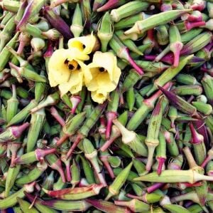 Kınalı Bamya Fidesi 6 Adet