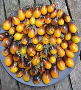 İndigo Pear Domates Fidesi 6 Adet