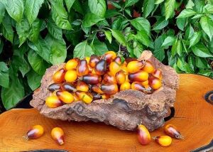 İndigo Pear Domates Fidesi 6 Adet