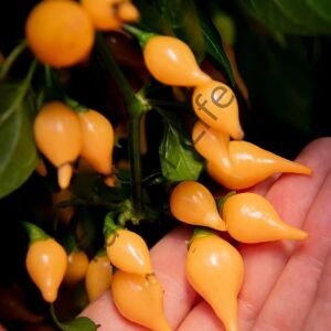 Biquinho Salmon Kaz Gagası Tatlı Biber Fidesi 6 Adet