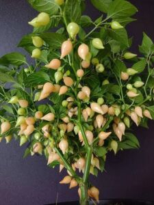 Biquinho Salmon Kaz Gagası Tatlı Biber Fidesi 6 Adet