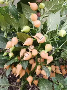 Biquinho Salmon Kaz Gagası Tatlı Biber Fidesi 6 Adet