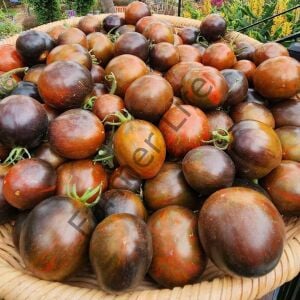 Cosmic Eclipse Domates Fidesi 6 Adet