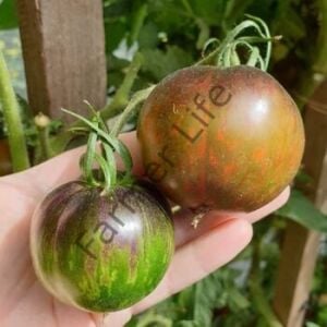 Cosmic Eclipse Domates Fidesi 6 Adet