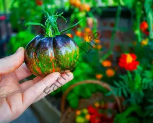 Cosmic Eclipse Domates Fidesi 6 Adet