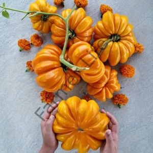 Akordion Domates Fidesi 6 Adet