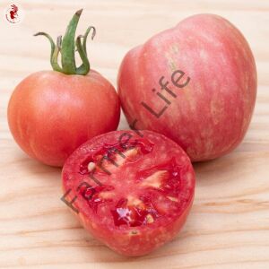 Red Fury Boar Domates Fidesi 6 Adet