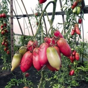 Pembe San Marzano Domates Fidesi 6 Adet