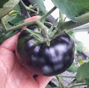 Black Beauty Siyah Domates Fidesi 6 Adet