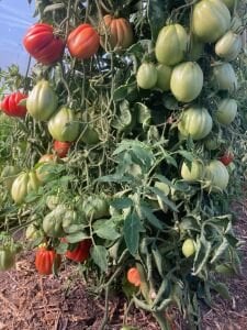 Pembe Bohça Domates Tohumu (10 Tohum)