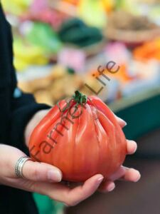 Pembe Bohça Domates Fidesi 6 Adet