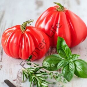 Pembe Bohça Domates Fidesi 6 Adet