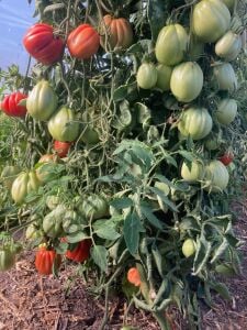 Pembe Bohça Domates Fidesi 6 Adet