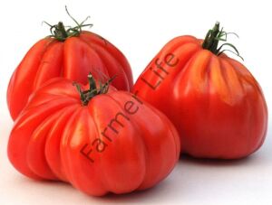 Pembe Bohça Domates Fidesi 6 Adet