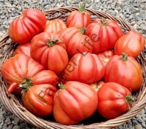 Pembe Bohça Domates Fidesi 6 Adet