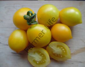 Sarı Mt Vesuvius Domates Tohumu (10 Tohum)