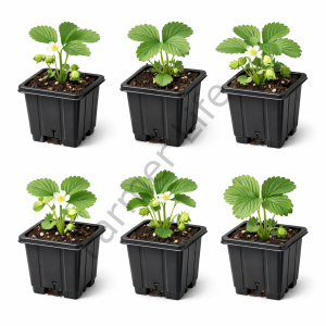 Çilek fide seti (6 Adet Fide - 6 Adet saksı - Toprak)