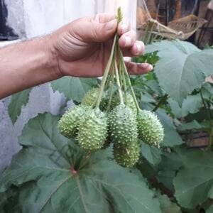 Turşuluk Dikenli Salatalık Tohumu (10 Tohum)