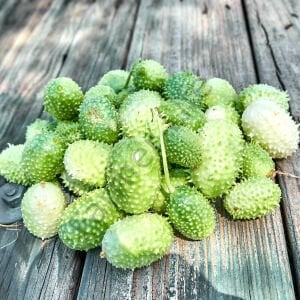 Turşuluk Dikenli Salatalık Tohumu (10 Tohum)