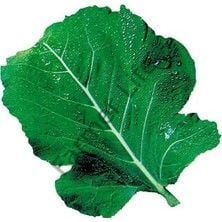 Kara Lahana Tohumu (200 Tohum)