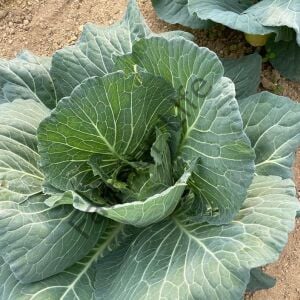 Kara Lahana Tohumu (200 Tohum)