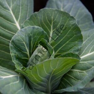 Kara Lahana Tohumu (200 Tohum)