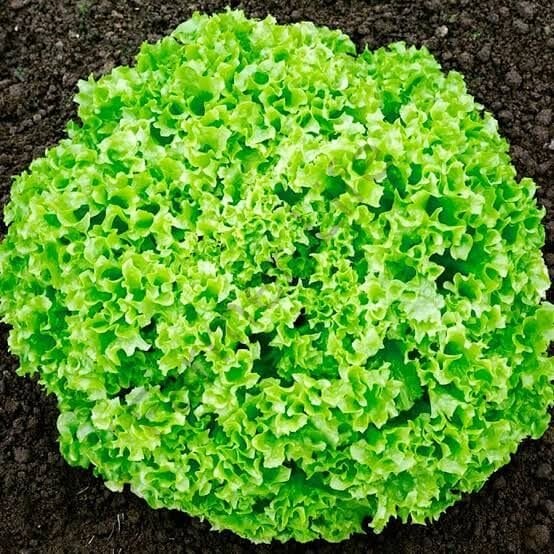 Atalık Kıvırcık Marul Tohumu (200 Tohum)