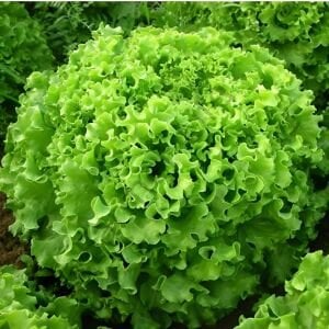 Atalık Kıvırcık Marul Tohumu (200 Tohum)