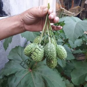 Turşuluk Dikenli Salatalık Fidesi 6 Adet