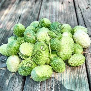 Turşuluk Dikenli Salatalık Fidesi 6 Adet