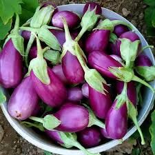 Antep Dolmalık Patlıcan Tohumu (50 Tohum)