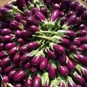 Adana Dolmalık Patlıcan Tohumu (50 Tohum)