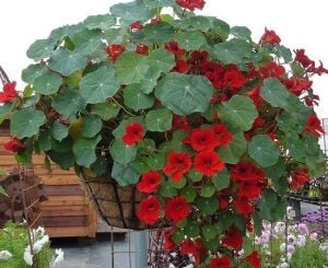 Karışık Renk Latin (Laden) Çiçeği Fidesi 6 Adet