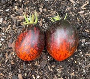 Gargamel Domates Fidesi 6 Adet