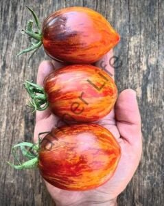 Gargamel Domates Fidesi 6 Adet