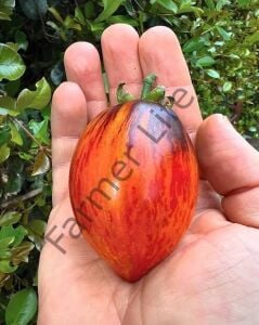 Gargamel Domates Fidesi 6 Adet