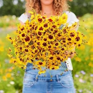 Bodur Kız Gözü Çiçeği Fidesi 6 Adet