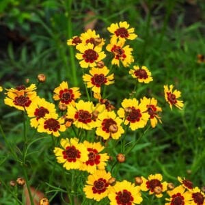 Bodur Kız Gözü Çiçeği Fidesi 6 Adet