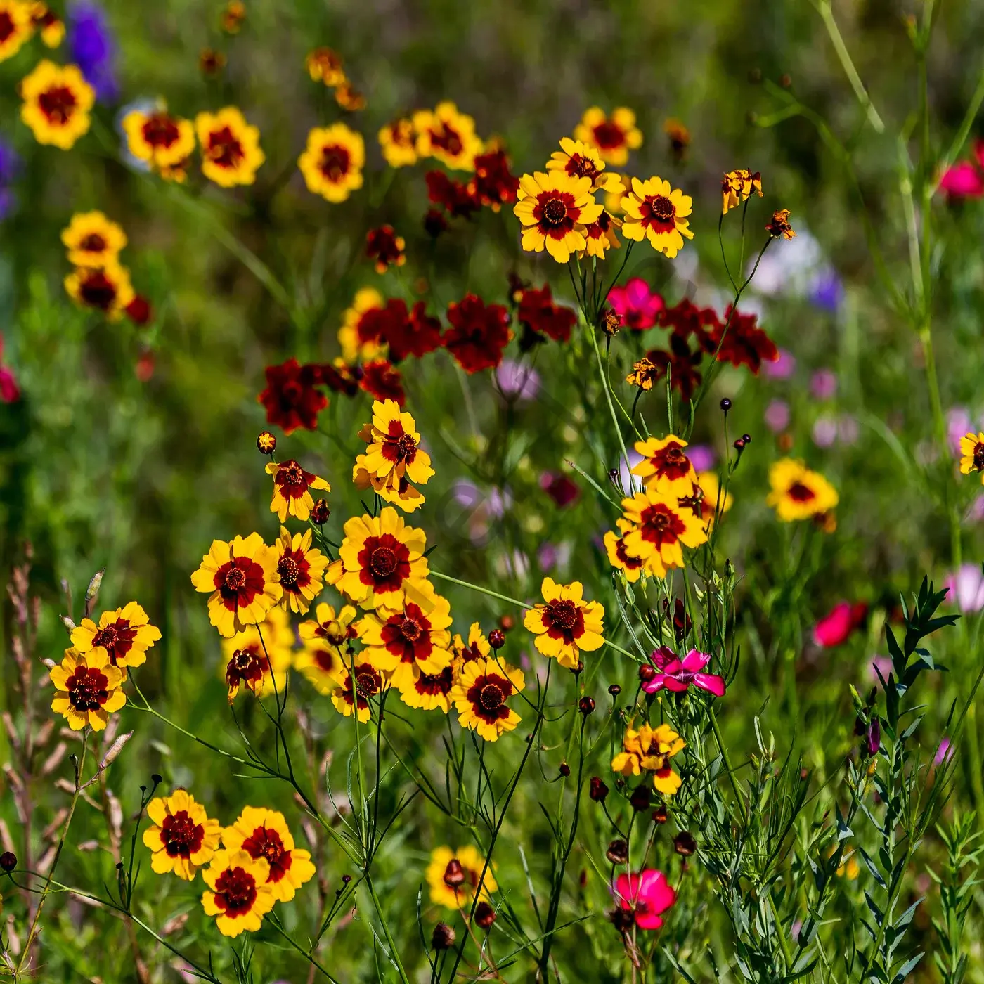 Bodur Kız Gözü Çiçeği Fidesi 6 Adet
