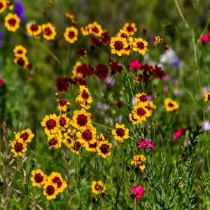 Bodur Kız Gözü Çiçeği Fidesi 6 Adet