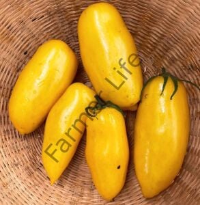 Sarı San Marzano Domates Fidesi 6 Adet